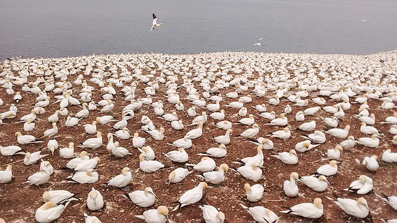 Northern Gannet nesting colony
