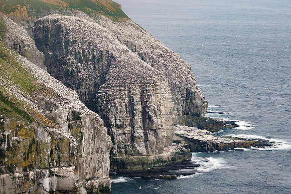 Northern Gannet nesting colony