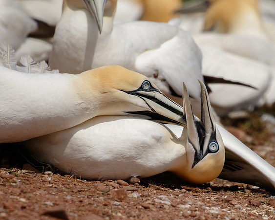 Northern Gannets, fighting
