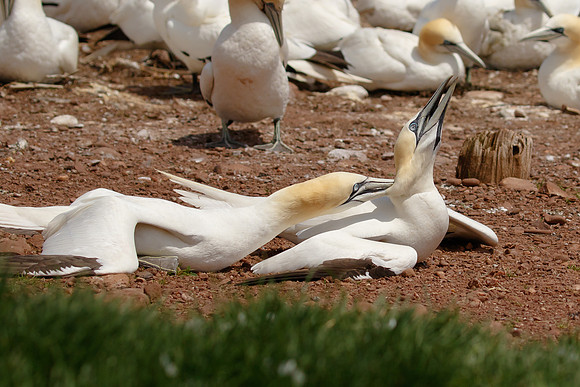 Northern Gannets, fighting
