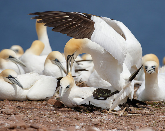Northern Gannets, mating