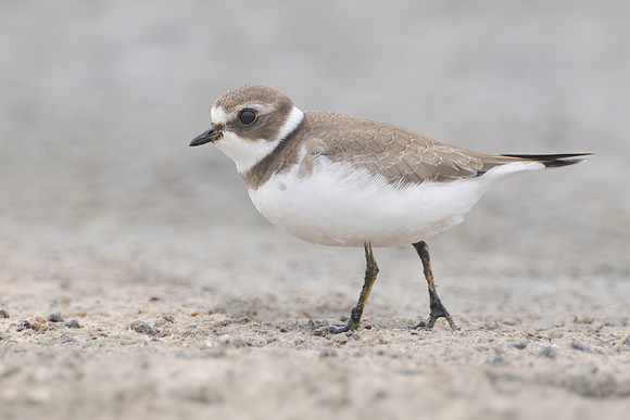 Semipalmated Plover