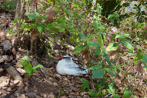 Red-billed Tropicbird on nest, Little Tobago Island