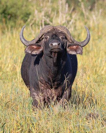 Cape Buffalo