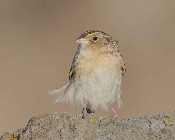 Grasshopper Sparrow