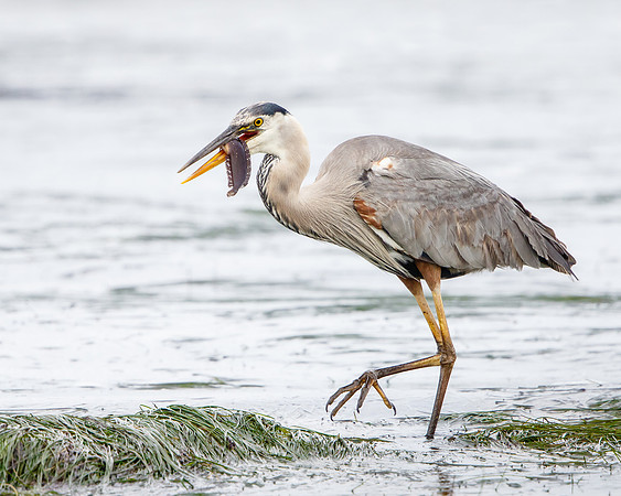 Great Blue Heron, with prey