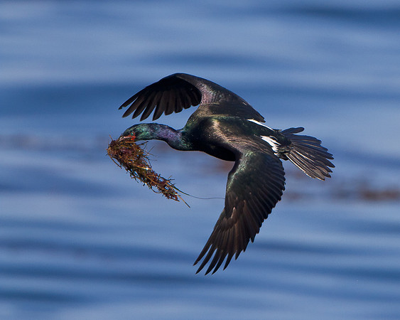 Pelagic Cormorant, with nest material
