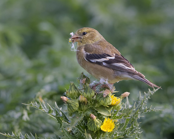 American Goldfinch, female