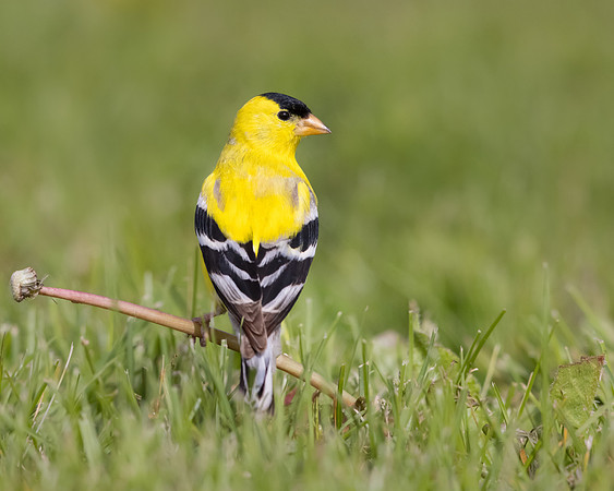 American Goldfinch