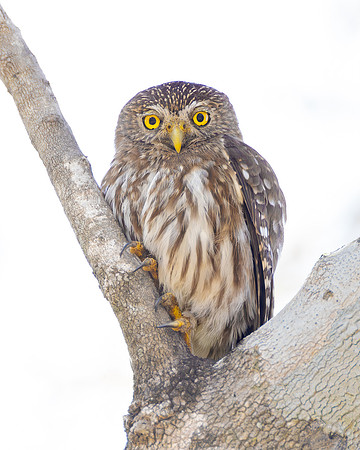 Ferruginous Pygmy-Owl