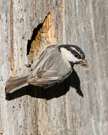Mountain Chickadee, bringing food to the nest