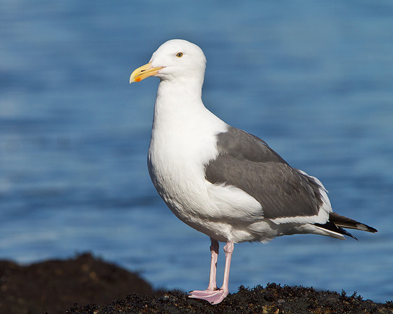 Western Gull