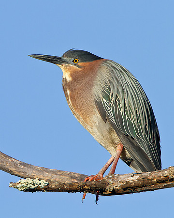 Green Heron