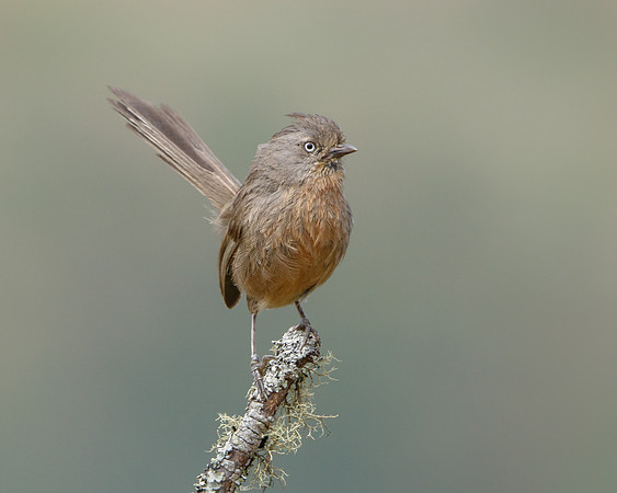Wrentit