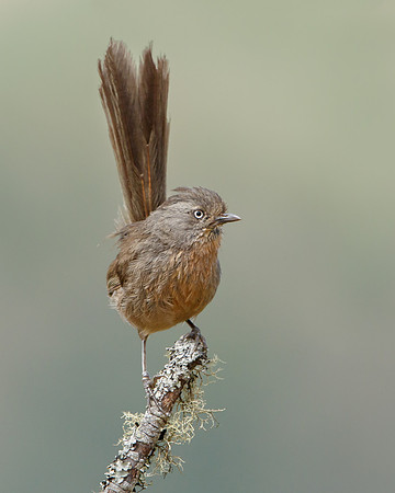 Wrentit