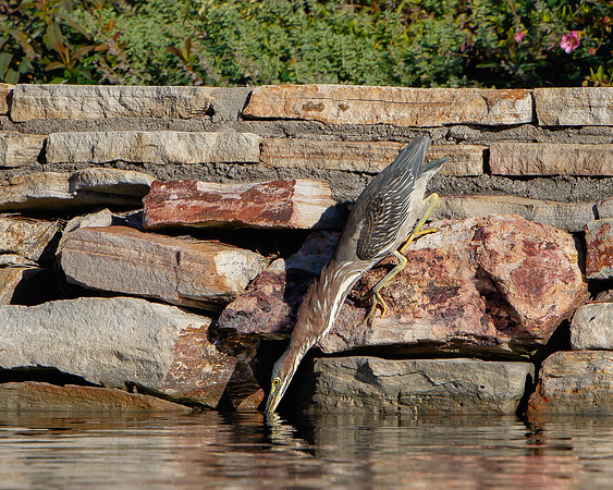 Green Heron, feeding