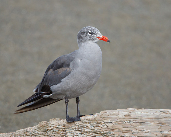Heermann's Gull, non-breeding adult