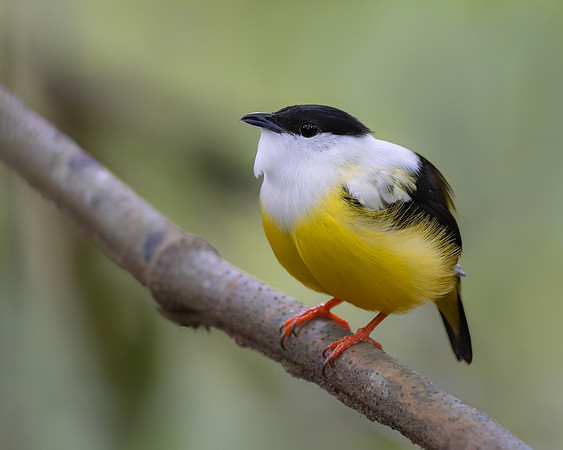 White-collared Manakin