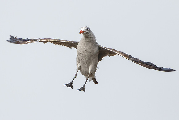 Heermann's Gull
