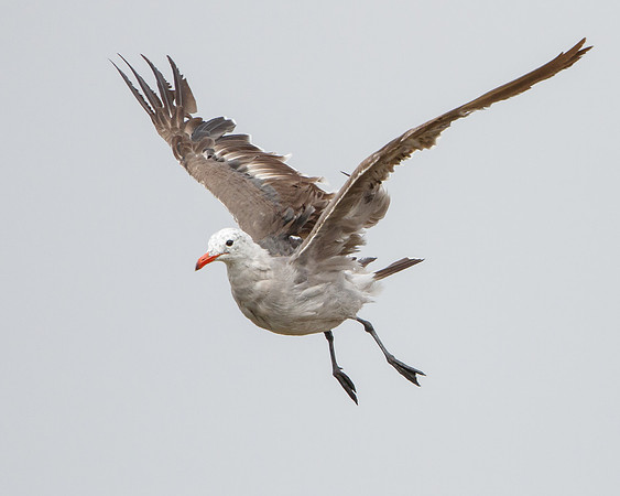 Heermann's Gull