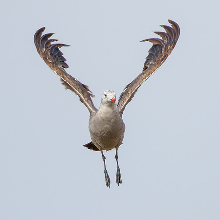 Heermann's Gull