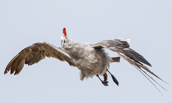 Heermann's Gull