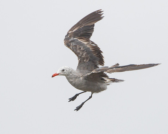 Heermann's Gull