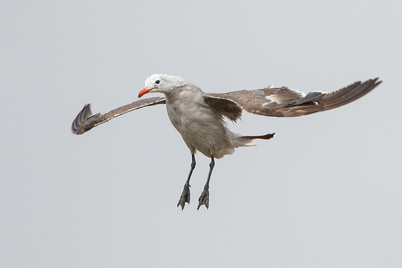 Heermann's Gull