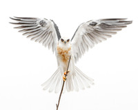 White-tailed Kite, juvenile