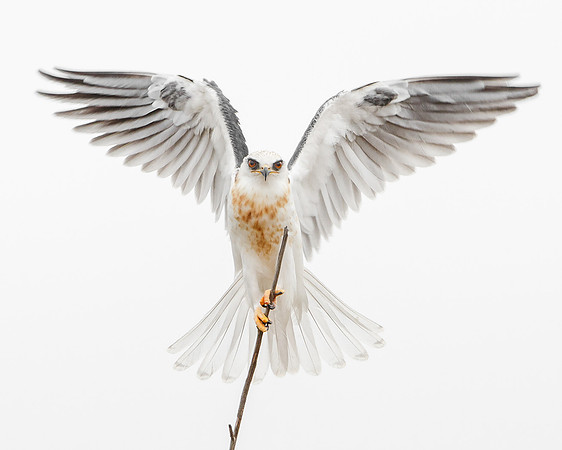 White-tailed Kite, juvenile