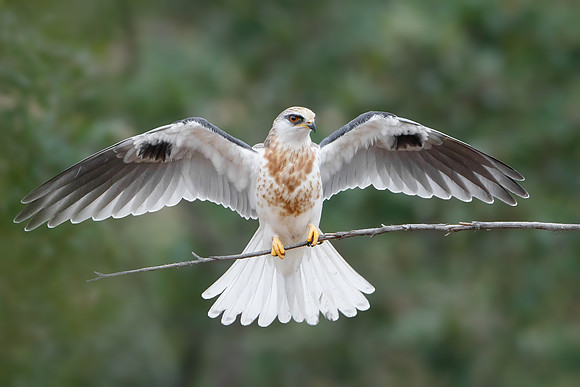 White-tailed Kite, juvenile