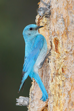 Mountain Bluebird