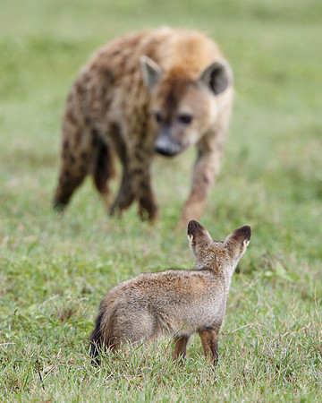 Bat-eared Fox, on alert to approaching Spotted Hyena