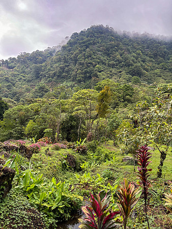 We moved up to a cooler location: the lush cloud forest at ~3000 ft elevation in the Cachi Valley.