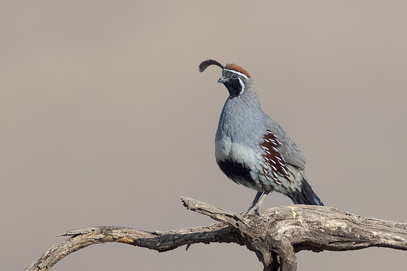 Gambel's Quail
