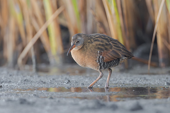 Virginia Rail