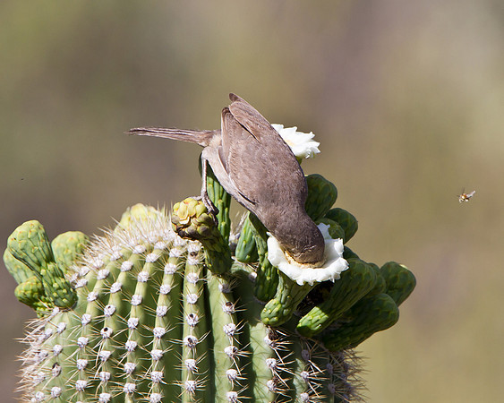 Curve-billed Thrasher atop Saguaro cactus, feeding on nectar from flower