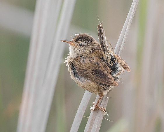 Marsh Wren