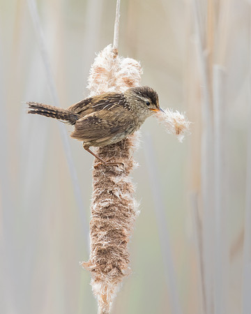 Marsh Wren, collecting nest material