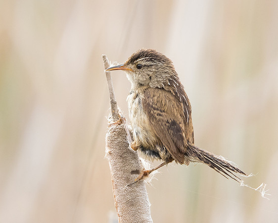 Marsh Wren