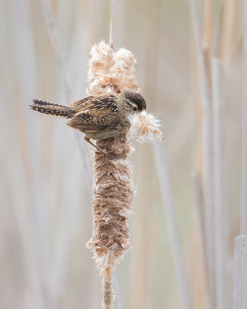 Marsh Wren, collecting nest material