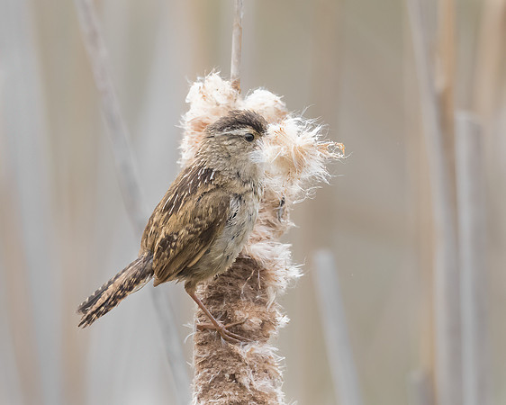 Marsh Wren, collecting nest material