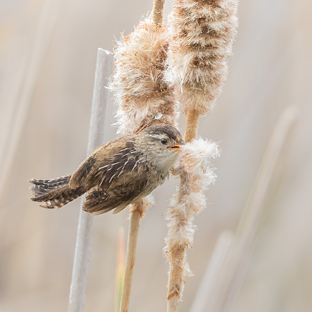Marsh Wren, collecting nest material