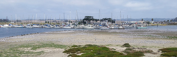 Elegant Terns
