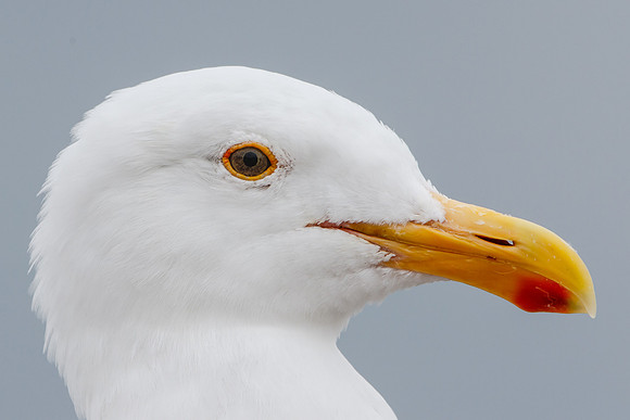 Western Gull