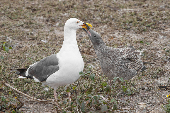 Western Gulls; fledgling begging for food