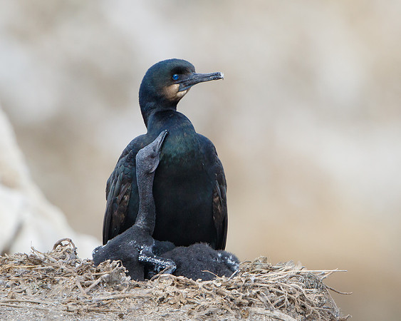 Brandt's Cormorants, with chick begging for food