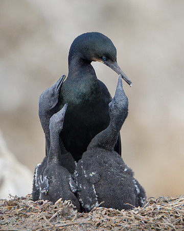 Brandt's Cormorants; three chicks begging for food