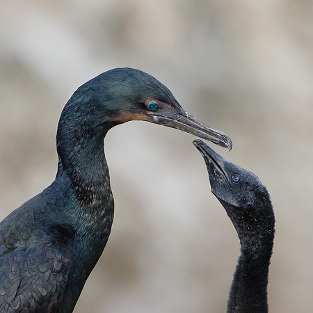 Brandt's Cormorants, adult and young