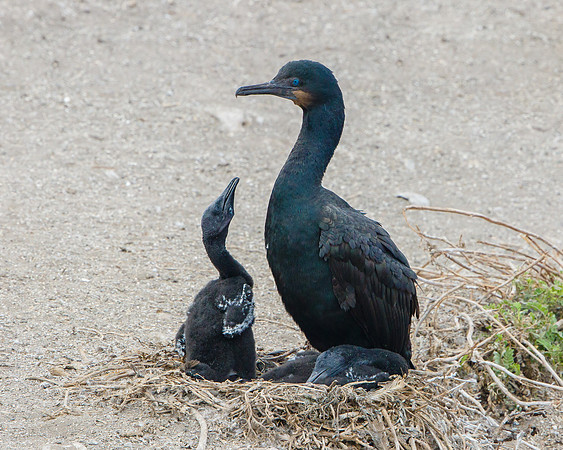 Brandt's Cormorants, adult and young